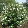 Hibiscus Syriacus 'Totus Albus' Live Plant - White Rose of Sharon Shrub - 4-6 Inch Starter - Image 1