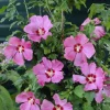 Hibiscus syriacus 'Woodbridge' Live Plant - 4-6 Inch Starter Shrub - Image 1