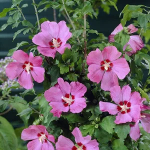 Hibiscus syriacus 'Woodbridge' Live Plant - 4-6 Inch Starter Shrub - Image 1