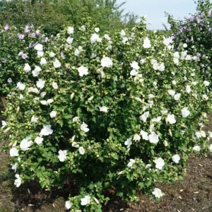 Hibiscus 'Totus Albus' Live Plant – White Rose of Sharon – 4-6 Inch Starter - Image 1