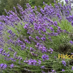 Hidcote Lavender Live Plant - Healthy Starter, Perennial, Culinary & Ornamental, USDA Zones 5-9 - Image 1