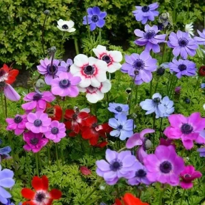 Himalayan Blue Poppy Seeds - Meconopsis Betonicifolia Flower Seeds Perennial Outdoor - Image 2