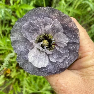Himalayan Blue Poppy Seeds - Meconopsis Betonicifolia Flower Seeds Perennial Outdoor - Image 3