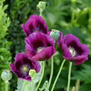 Himalayan Blue Poppy Seeds - Meconopsis Betonicifolia Flower Seeds Perennial Outdoor - Image 4