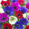 Himalayan Blue Poppy Seeds - Meconopsis Betonicifolia Flower Seeds Perennial Outdoor - Image 1
