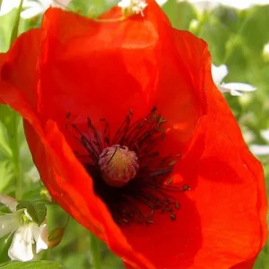 Himalayan Blue Poppy Seeds - Meconopsis Betonicifolia Flower Seeds Perennial Outdoor - Image 5
