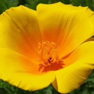 Himalayan Blue Poppy Seeds - Meconopsis Betonicifolia Flower Seeds Perennial Outdoor - Image 6