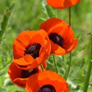 Himalayan Blue Poppy Seeds - Meconopsis Betonicifolia Flower Seeds Perennial Outdoor - Image 7