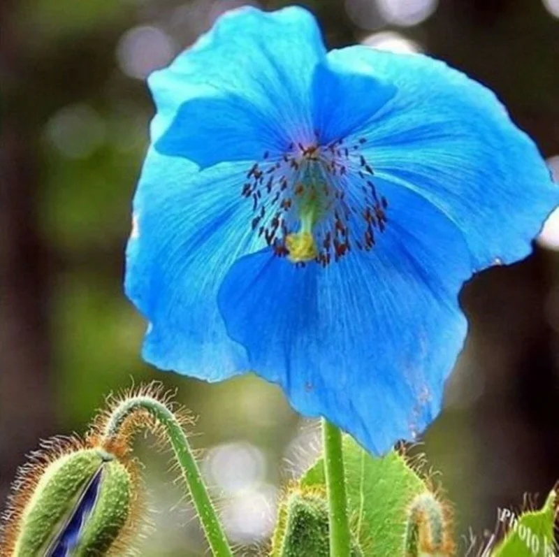 Himalayan Blue Poppy Seeds - Meconopsis Perennial Flower Seeds, 500 Seeds - Image 2