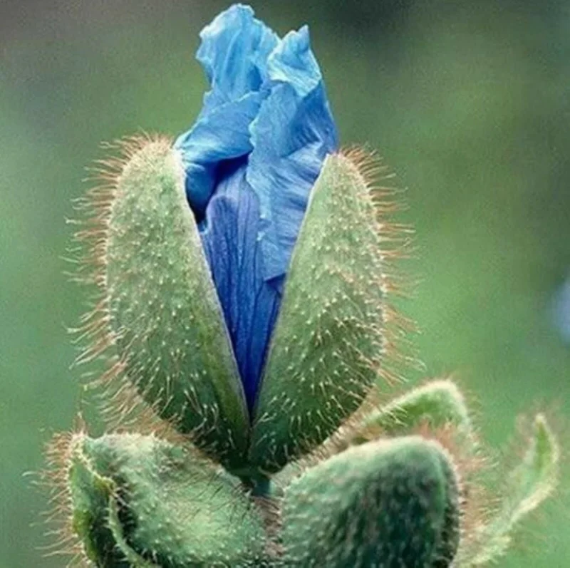 Himalayan Blue Poppy Seeds - Meconopsis Perennial Flower Seeds - 50000 Count - Image 3