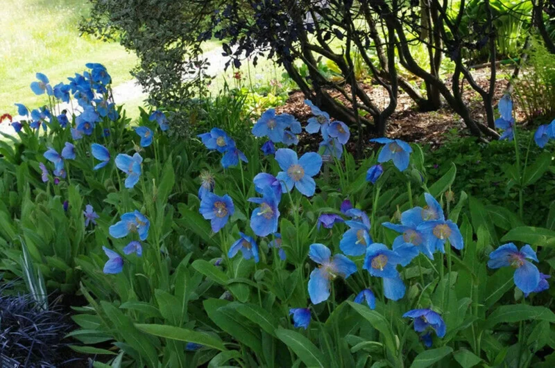 Himalayan Blue Poppy Seeds - Meconopsis Perennial Flower Seeds, 500 Seeds - Image 6