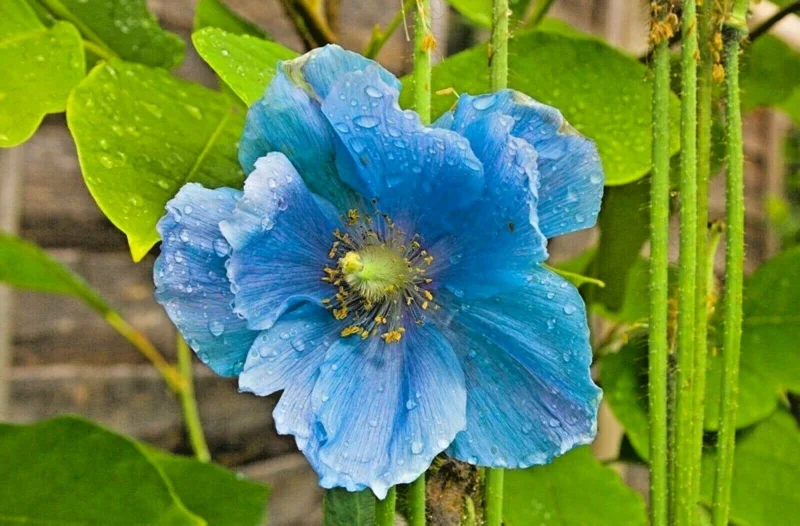 Himalayan Blue Poppy Seeds - Meconopsis Perennial Flower Seeds, 500 Seeds - Image 1