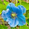 Himalayan Blue Poppy Seeds - Meconopsis Perennial Flowering Seeds - 1000 Count - Image 1