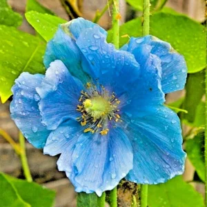 Himalayan Blue Poppy Seeds - Meconopsis Perennial Flowering Seeds - 1000 Count - Image 1