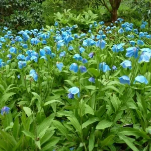 Himalayan Blue Poppy Seeds - Meconopsis Perennial Flower Seeds, 500 Seeds - Image 8