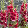 Hollyhock Flower Seeds Summer Carnival Mix, 30+ Perennial Seeds, Alcea rosea - Image 1
