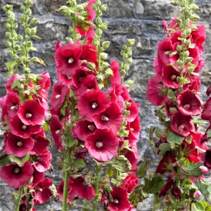 Hollyhock Flower Seeds Summer Carnival Mix, 30+ Perennial Seeds, Alcea rosea - Image 1