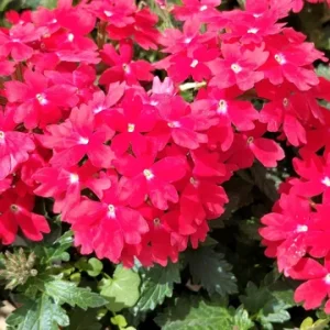Homestead Red Verbena Live Plant - Perennial, 4