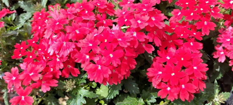 Homestead Red Verbena Live Plant - Perennial, 4" Pot - Image 2