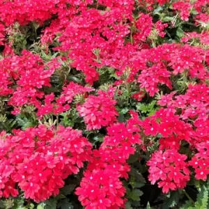 Homestead Red Verbena Live Plant - Perennial, 4