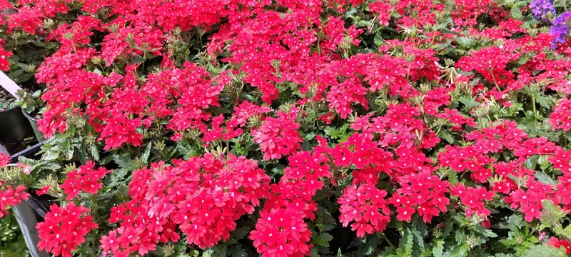 Homestead Red Verbena Live Plant - Perennial, 4" Pot - Image 3