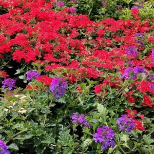 Homestead Red Verbena Live Plant - Perennial, 4