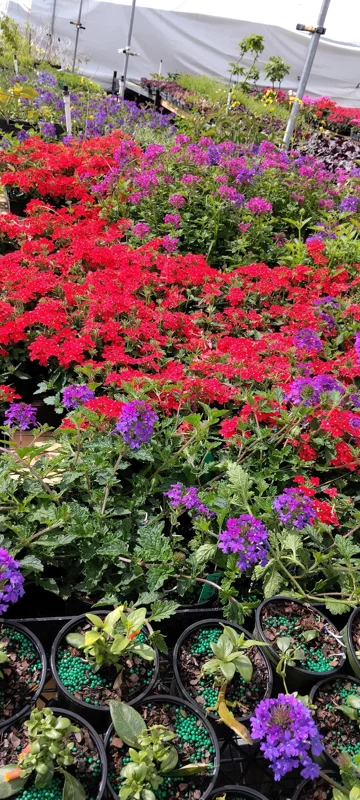 Homestead Red Verbena Live Plant - Perennial, 4" Pot - Image 4