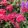 Homestead Red Verbena Live Plant - Perennial, 4" Pot - Image 1