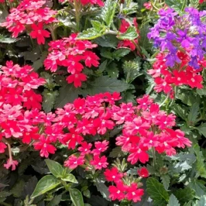 Homestead Red Verbena Live Plant - Perennial, 4