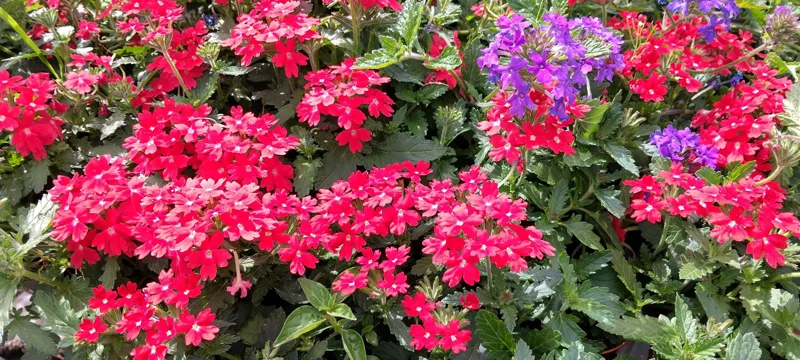 Homestead Red Verbena Live Plant - Perennial, 4" Pot - Image 1
