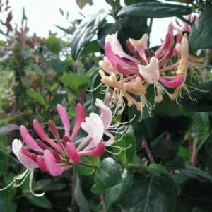 Honeysuckle Vine Starter Plant – Lonicera Perennial – 6-10 Inch – Outdoor - Image 2