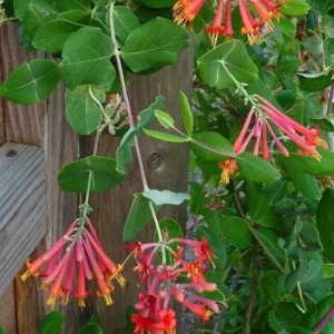 Honeysuckle Vine Starter Plant – Lonicera Perennial – 6-10 Inch – Outdoor - Image 3