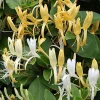 Honeysuckle Vine Starter Plant – Lonicera Perennial – 6-10 Inch – Outdoor - Image 1