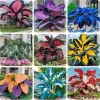 Hosta Seeds – 160+ Non-GMO Perennial Shade Plant Seeds for Outdoor Gardens - Image 1