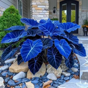 Hosta Seeds – 160+ Non-GMO Perennial Shade Plant Seeds for Outdoor Gardens - Image 4