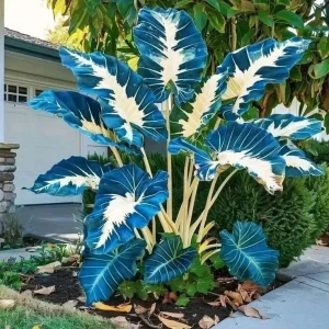Hosta Seeds – 160+ Non-GMO Perennial Shade Plant Seeds for Outdoor Gardens - Image 6