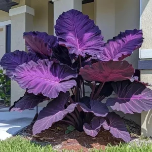 Hosta Seeds – 160+ Non-GMO Perennial Shade Plant Seeds for Outdoor Gardens - Image 7