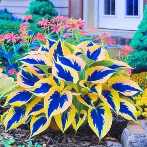 Hosta Seeds - 80+ Perennial Shade Garden Plant Seeds for Outdoor Planting - Image 2