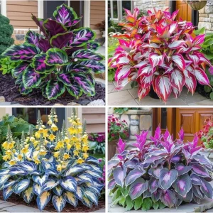Hosta Seeds - Perennial Outdoor Shade Garden Plant - 160+ Seeds - Image 1