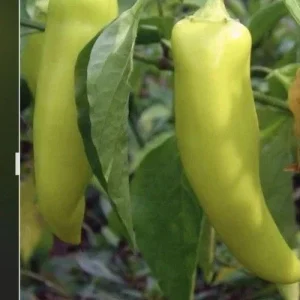 Hot Banana Pepper Live Plants - 3 Pack, Mild Heat, Edible, Outdoor - Image 1