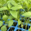 Hot Hungarian Wax Pepper Live Plant 3 Pack - 15,000 SHU, 75 Days Old - Image 1