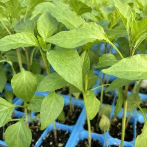 Hot Hungarian Wax Pepper Live Plant 3 Pack - 15,000 SHU, 75 Days Old - Image 1