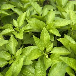 Hot Hungarian Wax Pepper Live Plants - 3 Pack, 4-8 inch, Outdoor Vegetable - Image 2