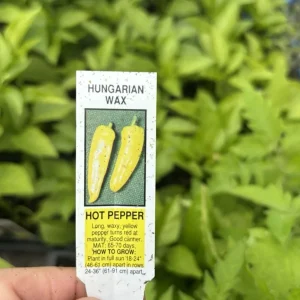 Hot Hungarian Wax Pepper Live Plants - 3 Pack, 4-8 inch, Outdoor Vegetable - Image 3
