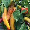 Hot Hungarian Wax Pepper Live Plants - 3 Pack, 4-8 inch, Outdoor Vegetable - Image 1