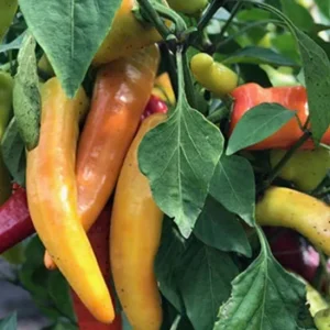 Hot Hungarian Wax Pepper Live Plants - 3 Pack, 4-8 inch, Outdoor Vegetable - Image 1