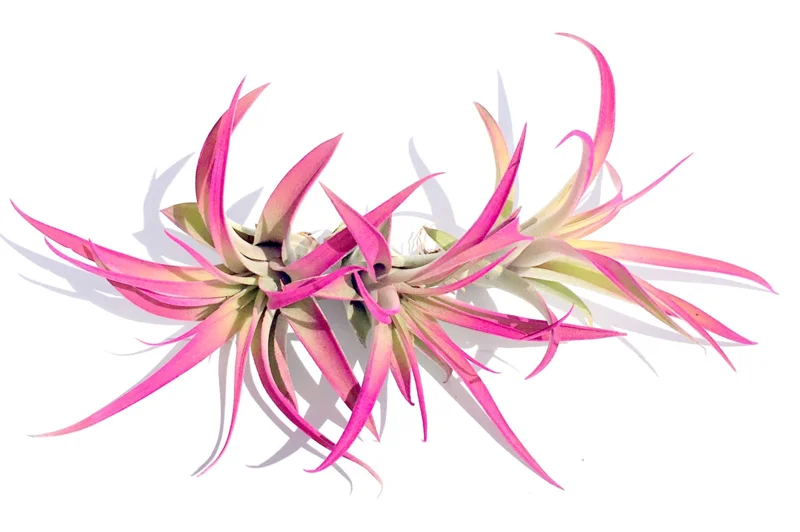 Hot Pink Capitata Airplant Set 3 - Tillandsia Live Plant - Pink Terrarium Decor - Image 1