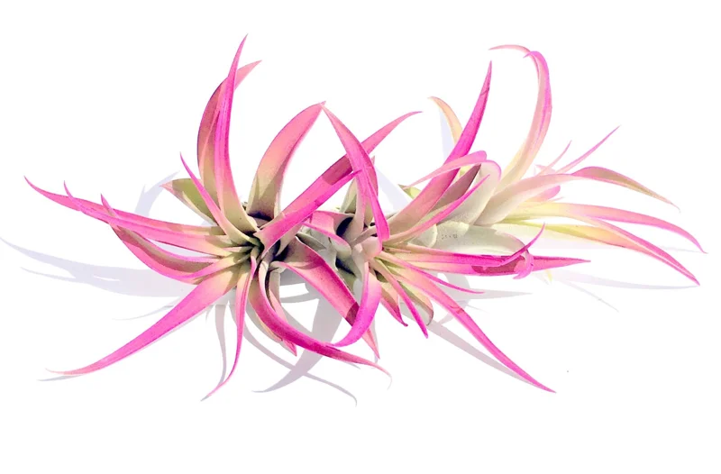 Hot Pink Capitata Airplant Set 3 - Tillandsia Live Plant - Pink Terrarium Decor - Image 2
