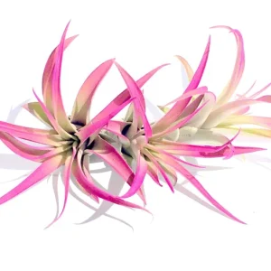 Hot Pink Capitata Airplant Set 3 - Tillandsia Live Plant, 4-7 inch - Image 2