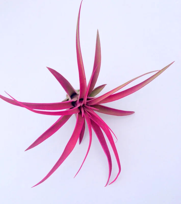 Hot Pink Capitata Airplant Set 3 - Tillandsia Live Plant - Pink Terrarium Decor - Image 3